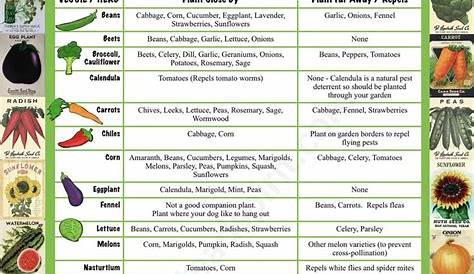 garden vegetable compatibility chart