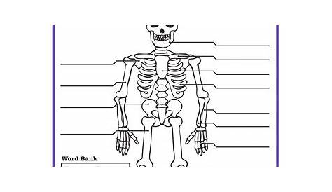 skeletal system worksheets with answers