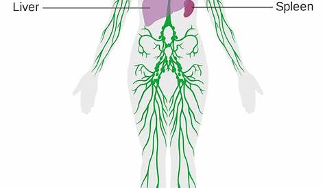 lymphatic system practice quiz