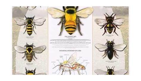 The World of Bees Beekeeping Infographic Poster 24x36 | Types of bees