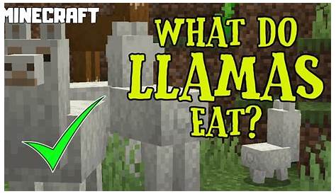 what do llamas in minecraft eat