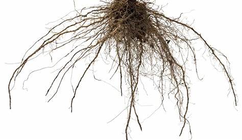 how deep do roots go
