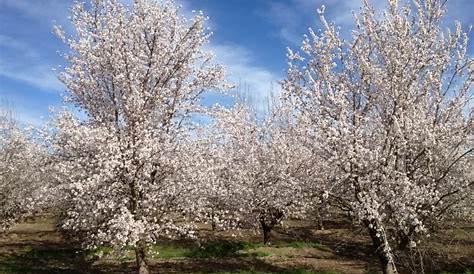 Almond Fungicides and Bloom: Plan Your Work, Work Your Plan - The