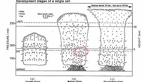 single cell schematic diagram