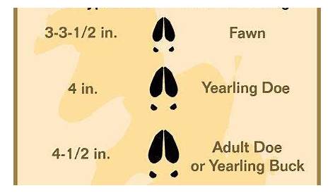 whitetail deer age chart