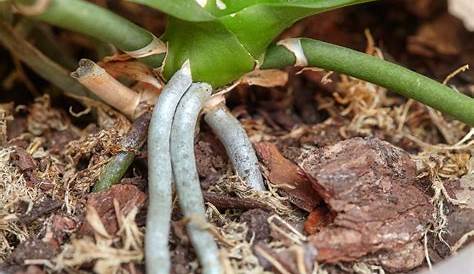 Orchid Roots: Complete Care Guide (with Pictures) - Brilliant Orchids