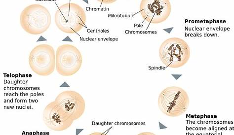 Difference Between Mitosis and Meiosis