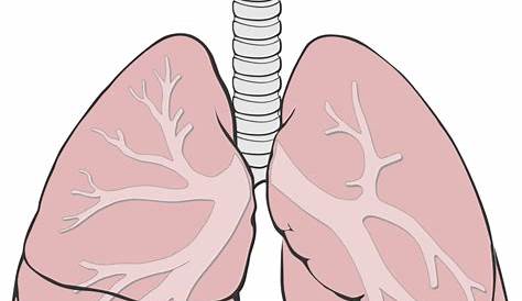 File:Lungs diagram simple.svg - Wikimedia Commons
