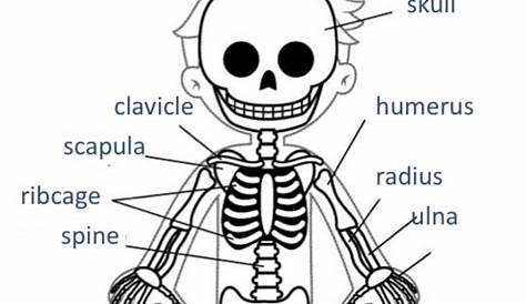 Unit 2 Skeleton Information - Interactive worksheet | Corpo humano para