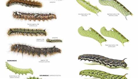 Caterpillar Identification Chart | studiosixsound.co.za