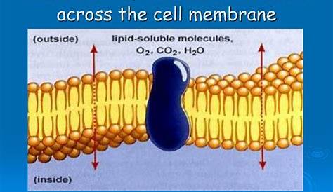 movement across the cell membrane worksheet