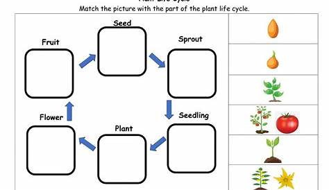 Plant life cycle Interactive worksheet