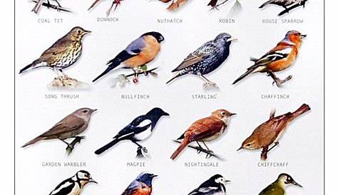 Pin by Annus Mirabilis on Aves | Backyard birds watching, Backyard