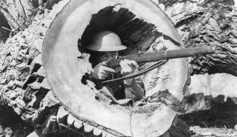 A DIVISION EXERCISE. A SNIPER WELL CONCEALED IN THE HOLLOW TRUNK OF A