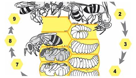 varroa mite treatment threshold