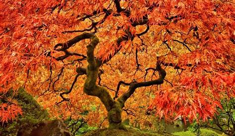 Japanese Maple Tree Care & Growing Tips | Horticulture.co.uk