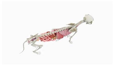 3D cat body skeleton organs - TurboSquid 1699256