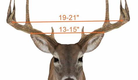 whitetail deer antler size chart