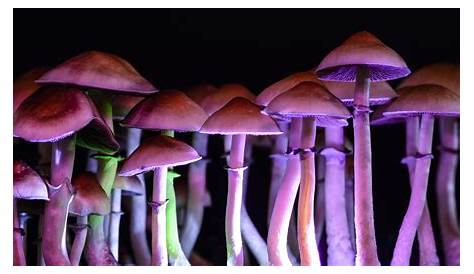 A Step By Step Guide To Mushroom Growing - BD Times
