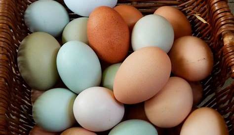 easter egger eggs for sale