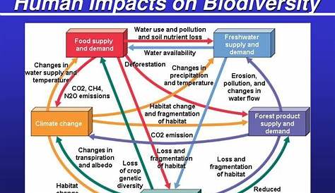 human impact on biodiversity worksheets