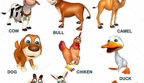 Pet animal chart Stock Photo by ©visible3dscience 102436142
