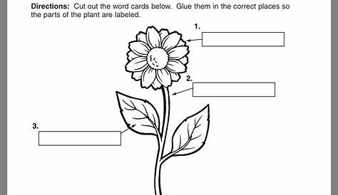 parts of a flower worksheet for kids