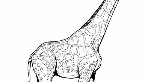 giraffe printable coloring pages