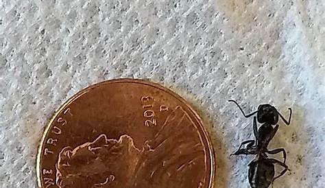 Ant Identification in the Ask a Question forum - Garden.org