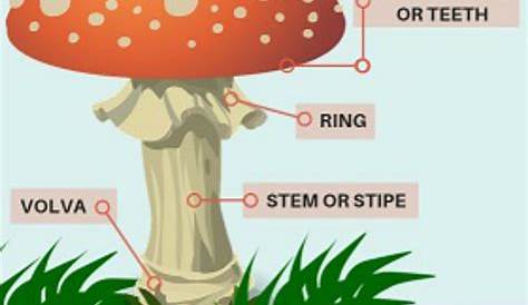 mushroom labeled parts