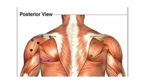 rotator cuff shoulder pain diagnosis chart