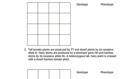 Dihybrid Cross worksheet