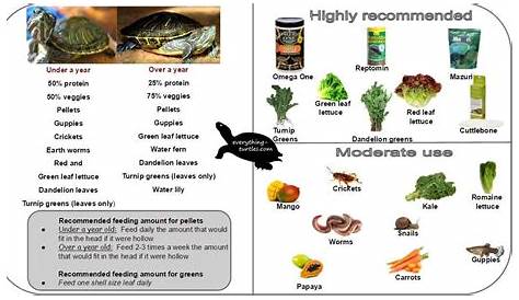 Food chart for RES turtle | Turtle basking platform, Red eared slider