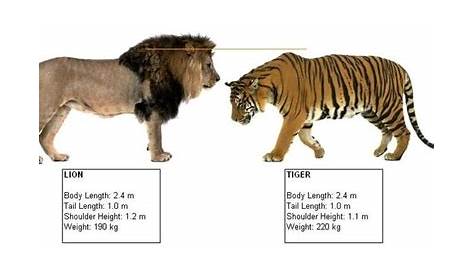 wild cat size chart