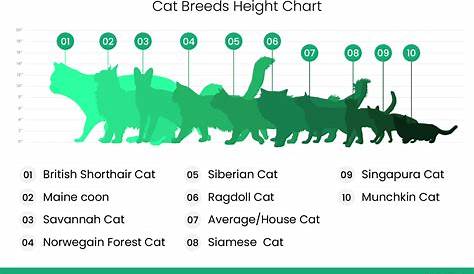 maine coon kitten weight chart