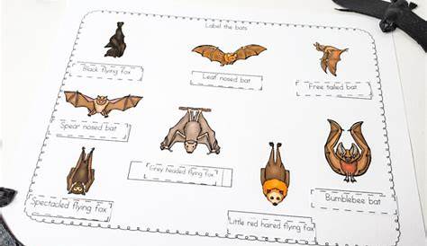Little Learners Print & Go Activity Kit: Bats