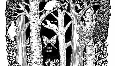 Nocturnal Animals Coloring Page