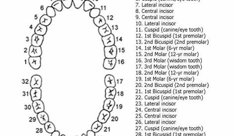 Permanent Teeth Chart Numbers