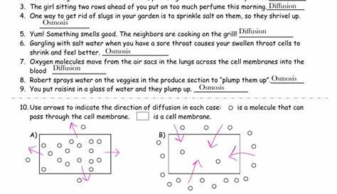 Diffusion And Osmosis Worksheet Answers Key Page 3 - kidsworksheetfun