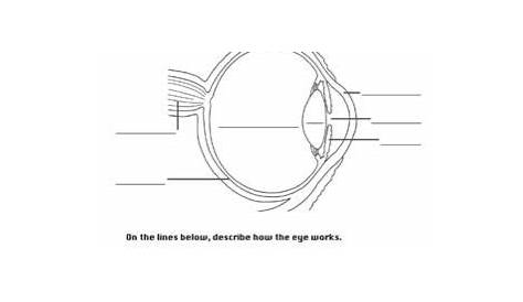 Frisch Structure Of The Human Eye Worksheet Answers