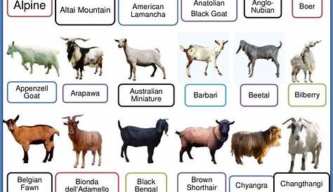 PPT on Breeds of Goat | Different Types of Goat