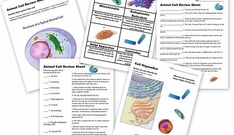 Cell Unit: Cell Organelles and their Function, Animal vs. Plant Cells