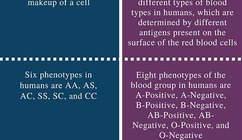 blood type genotype and phenotype chart