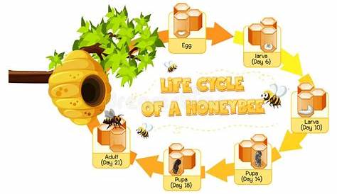Bee Life Cycle Stock Illustrations – 86 Bee Life Cycle Stock