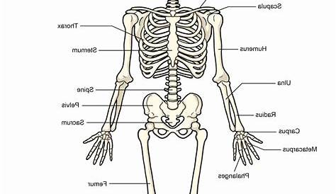 Anatomy Of A Bone Coloring Awesome Skeleton Coloring Pages Anatomy