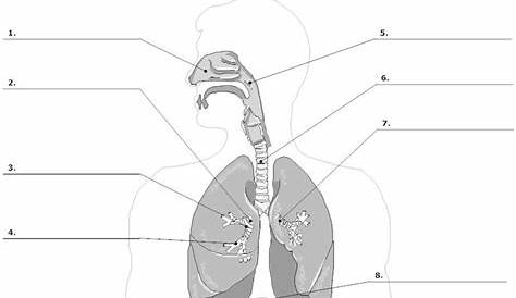 15 Best Images of Printable Respiratory System Worksheet - Respiratory