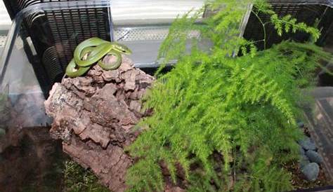 Red Tailed Green Ratsnake (enclosure) by Aroruusu on DeviantArt