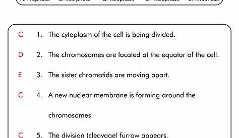 14 Best Images of Onion Cell Mitosis Worksheet Answers - Cell Cycle and