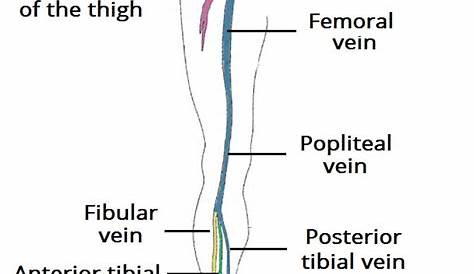 venous drainage of lower limb flow chart