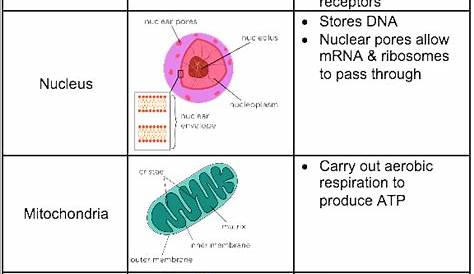function of cell organelles chart